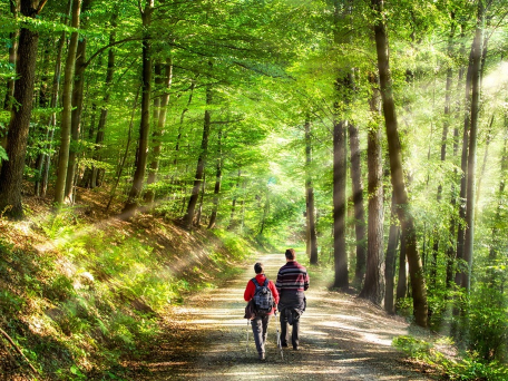 L'heure d'une balade en forêt pour Sothoferm !