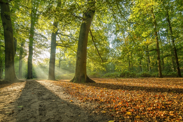 L'heure d'une balade en forêt ?